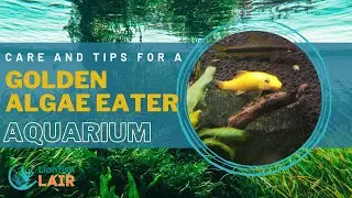Golden Algae Eater: Care and Tips