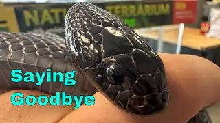 Saying Farewell To Onyx: Essential Guide To Shipping Your Snakes