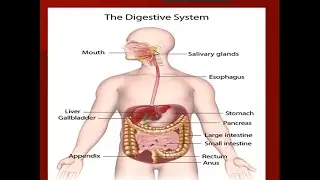Knowledge Sharing on Gastro Esophageal Reflux Disease (Acidity) By Dr. Deepesh Sharma