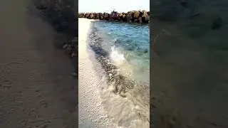 Prey Fish being FORCED onto Land by Predator Fish&hellip; #fish #nature #catch