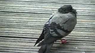 Hungry Pigeons in Chinatown, Paris, France September 2023 - Outside La Galerie on Ave de Choisy