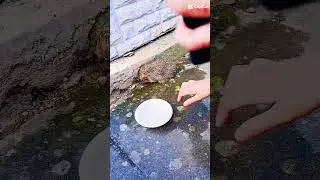 Saving a hedgehog from heat