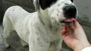 Shy Sweet Boy at Pasadena Humane So Gentle and Wants to Blossom (A246005)