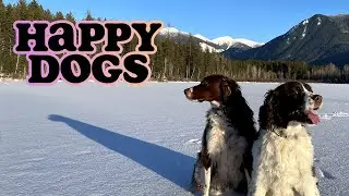 ASMR of happy dogs in the snow...