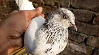 apni chat se live chirimari// #sheikhpigeonscare #kabootar #chirimari