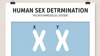 Who decides Gender of Baby?#babygender#neetbiology#neetbiologypreparation#neet2026