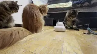 Maine Coon Family Gets A New Toy #mainecoon #cat #cats #catvideos #kitten