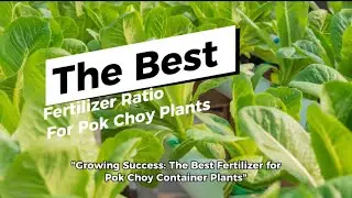 The Best Fertilizer Ratio for Pok Choy Plants #gardeninspiration #gardening #plant