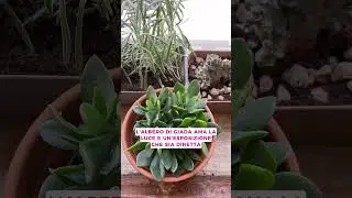 STIMOLA LA CRESCITA DI FOGLIE NUOVE SULL'ALBERO DI GIADA #giardinaggio