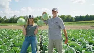 Bejo Cabbage Improvements with Jan!