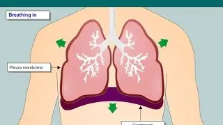 Animation showing normal breathing