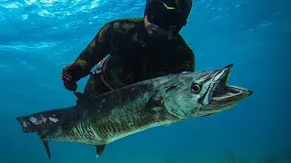 QUALITY FISH || YELLOW FIN TUNA ON REEF! || SPEARFISHING PHILIPPINES