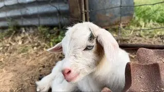 LIFE and DEATH on the FARM!!