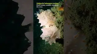 Halgerda #nudibranch reproduction #lembeh #scubadiving