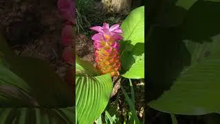 C&uacute;rcuma (Pink Wonder) Cone Ginger 💛💗❤️ #shorts #flowers #nature #music