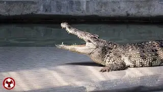 9 Reptiles 爬行动物 How to say crocodile 鳄鱼#howtopronounce #foreignlanguage #reptiles #crocodile