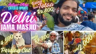 Delhi Jama Masjid bird market 25/08/2024 Latest Update by Aaliyar