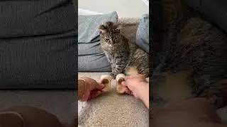 He Turned His Cat&rsquo;s Fur Into Slippers 😍