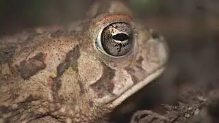 Fowler's Toad