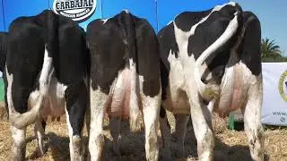 Ent. 59 (Cert. 123) - 3 Vacas en prod. de primer parto | La Flamenca