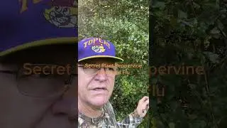 Discover the power of peppervine #foraging #outdoors #natural