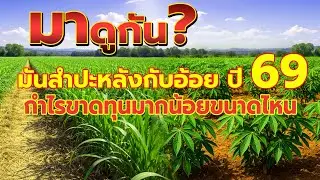 มาดูกันมันสำปะหลังกับอ้อย ปี 69 กำไรขาดทุนมากน้อยขนาดไหน