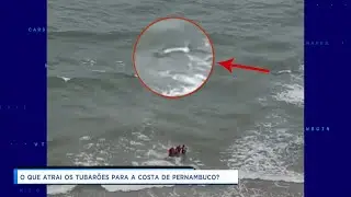 O que atrai tubarão no mar de Pernambuco?