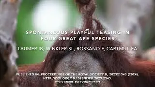 Spontaneous playful teasing in four great apes_full video