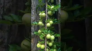 Enjoy the life with beautiful fruits #shorts #nature #fruit