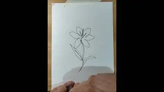 One continuous line drawing a lily