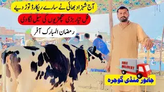 Gojra Cow Mandi Today Fresh Rates Update | Heifers For Sale In Pakistan
