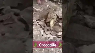 Crocodile rescue| #animals #animalprotection #japan #india #odisha #shortsvideo #shorts  #crocodile