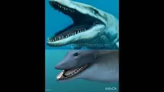 Hainosaurus boubker vs perucetus colossus