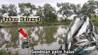 Gondolan Patin super Halus‼️Tapi bisa panen BESAR . .