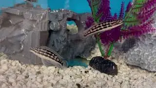 Julidocromis marlieri / ciclidos tanganyka