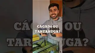 Tartaruga ou c&aacute;gado? #curiosidades #animais