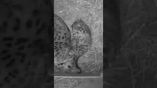 Our little Snow leopard cub tries to get comfy in bed! 😻