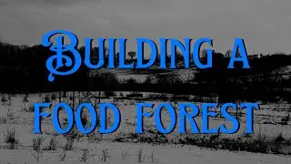 STARTING A FOOD FOREST FOR BEGINNERS IN FIVE STEPS 