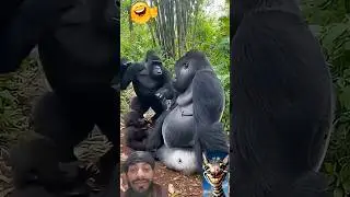 animal funny video 😅#viral #shortvideos #funny #trending #shorts#automobile #foryou #comedy#reaction