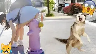 Random Funny Videos |Try Not To Laugh Compilation | Cute People And Animals Doing Funny Things P122