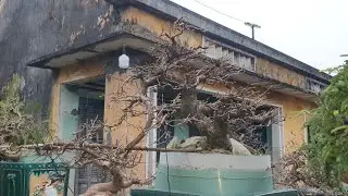 vườn mai th&aacute;c đổ cổ l&atilde;o