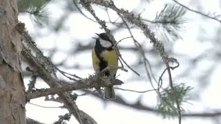 Great Tit Sings And Finds Food (Talgoxe / Parus major)