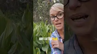 This plant will kill you!