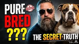 What Is A Pure Bred Dog? The Formula of Creating & Brazilian Bull Deep Dive: Vito Alu