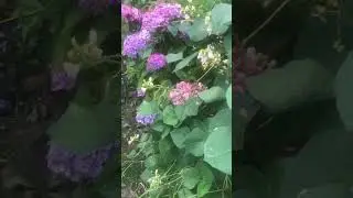 picking more runner beans from my uk home garden