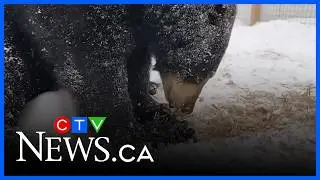 Sudbury driver helps save injured bear found on roadside