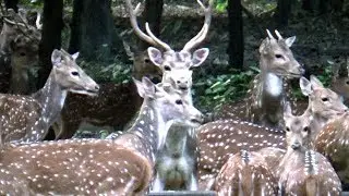 Unique Beauty of Deer in Parmadan Forest of West Bengal, India
