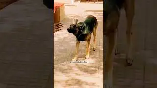 CISF dog training 🔥🇮🇳#shorts #army #youtube #cisf
