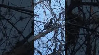 Nature #birds #nature #wildlife #wildlifeconservation #ccpc #broll #environment #augustaga