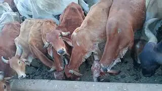 Jay Gau Mata like subscribe please find 🥺#cow #animals #farming #YouTube